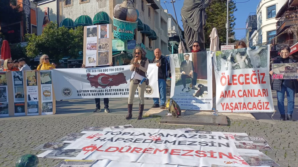 sokak hayvanları