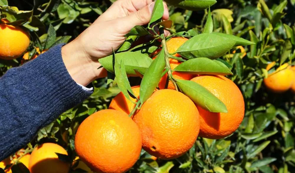 Finike portakalı patentli mi