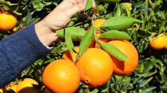 Finike portakalı patentli mi