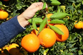 Finike portakalı patentli mi