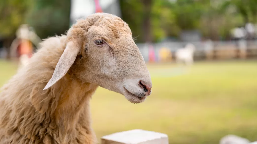 kurban bayramı tatili kaç gün