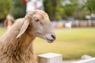 kurban bayramı tatili kaç gün