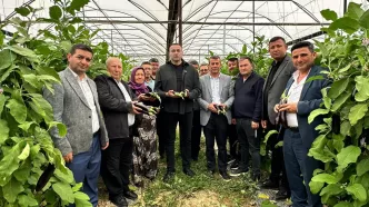 aykut kaya aksu murtuna mahallesi patlıcan üreticisi antalya tarımı sera maliyetleri