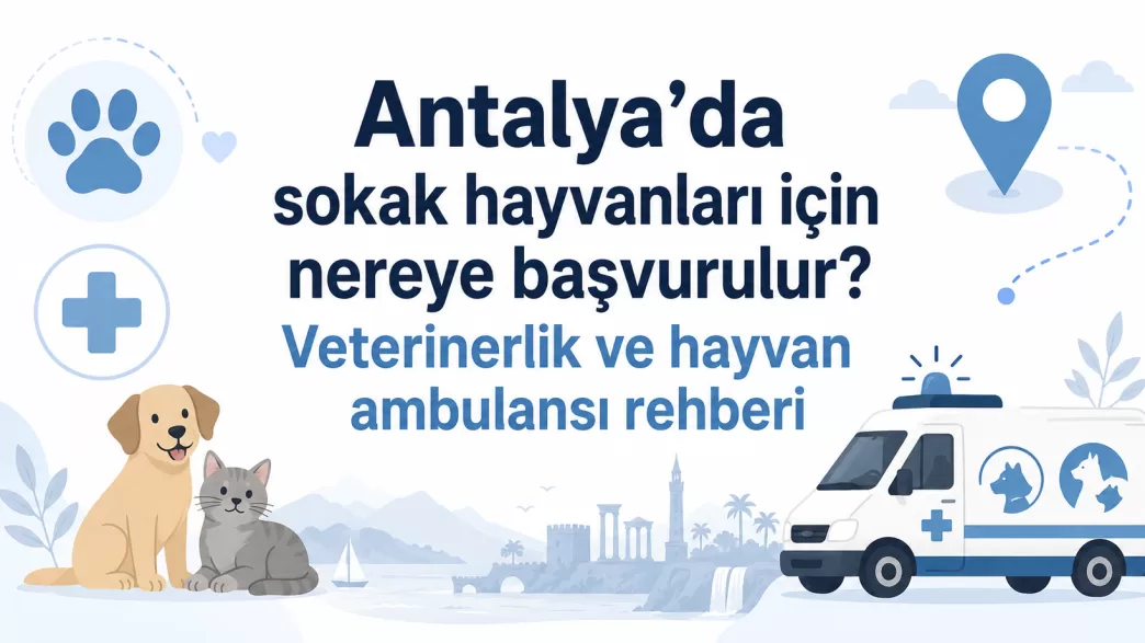 Antalya sokak hayvanları başvuru