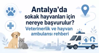 Antalya sokak hayvanları başvuru