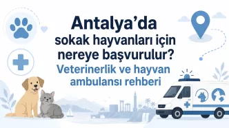 Antalya sokak hayvanları başvuru