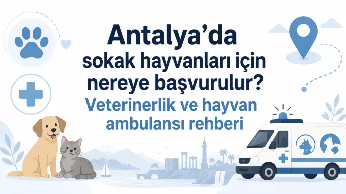 Antalya sokak hayvanları başvuru