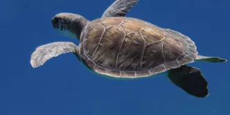 Antalya Caretta caretta yuvalama alanları