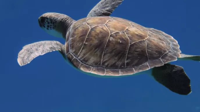 Antalya Caretta caretta yuvalama alanları