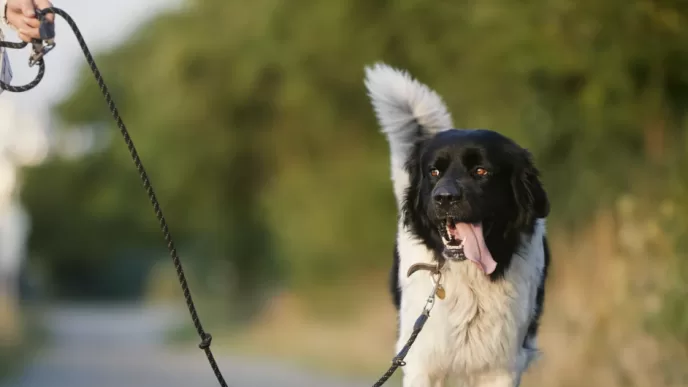 Antalya köpek gezdirme alanları