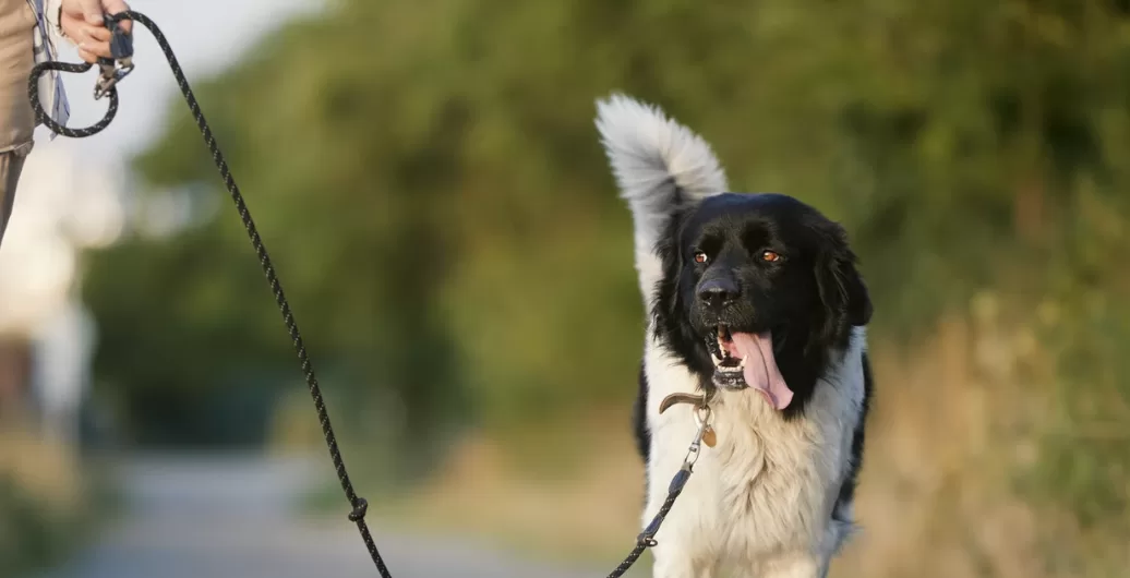 Antalya köpek gezdirme alanları