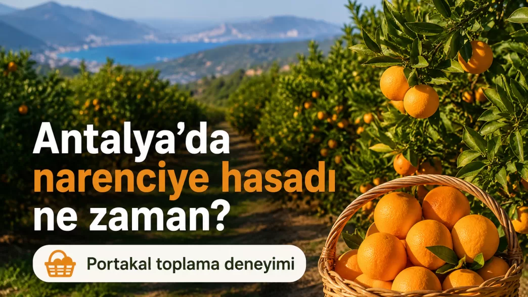 antalya narenciye hasadı