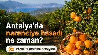 antalya narenciye hasadı