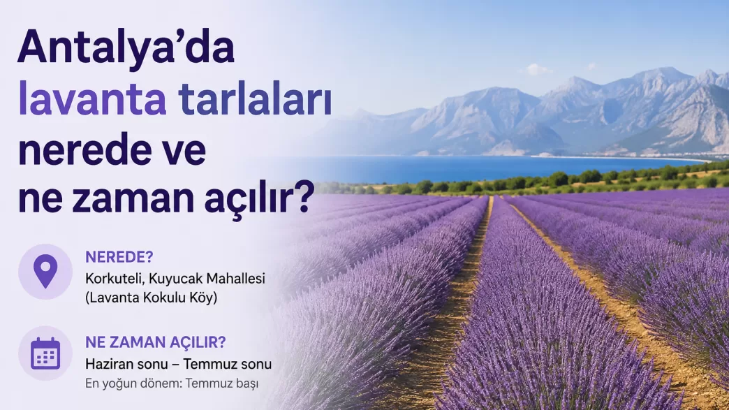 antalya lavanta tarlaları