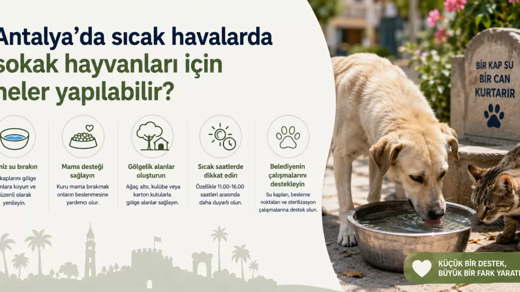 antalya sıcak havalarda sokak hayvanları
