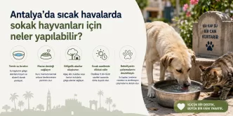 antalya sıcak havalarda sokak hayvanları