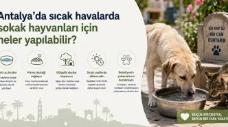 antalya sıcak havalarda sokak hayvanları