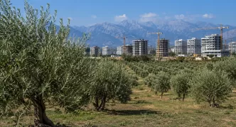 antalya zeytinlik alanlar
