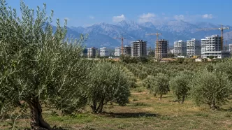 antalya zeytinlik alanlar