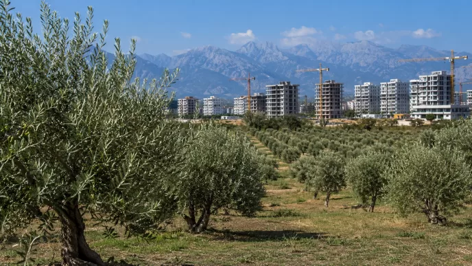 antalya zeytinlik alanlar