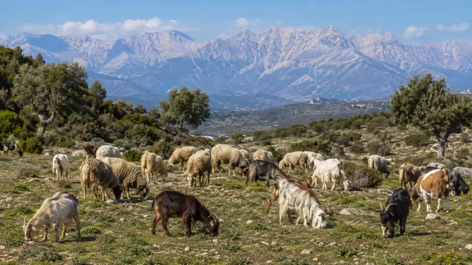 antalya küçükbaş hayvancılık