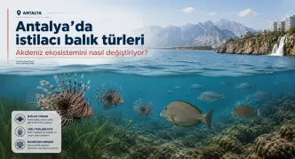 antalya istilacı balık türleri