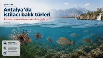 antalya istilacı balık türleri
