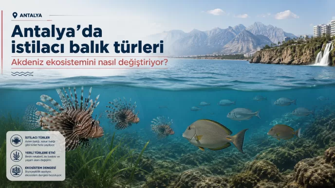 antalya istilacı balık türleri