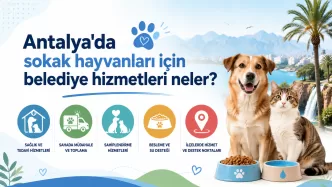 antalya sokak hayvanları belediye hizmetleri