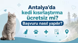 antalya ücretsiz kedi kısırlaştırma