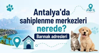 antalya hayvan sahiplenme merkezleri