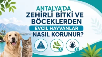 antalya evcil hayvan zehirlenmesi
