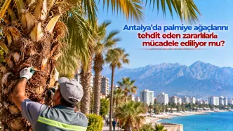 antalya palmiye kırmızı böceği