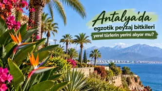 antalya egzotik peyzaj bitkileri