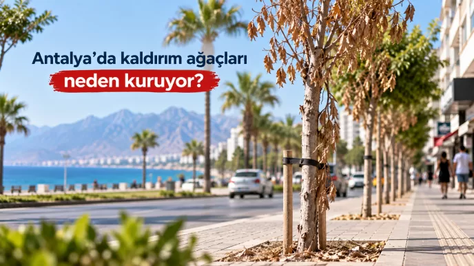 antalya kaldırım ağaçları