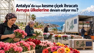 antalya kesme çiçek ihracatı 2026